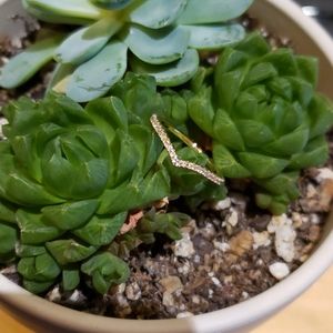 A beautiful CZ stackable band. Sz7